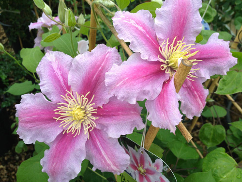 Clematis FilRoses