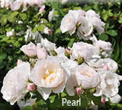 Favorite Roses