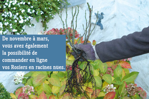 Commande racines nues