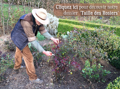 Comment Tailler vos Rosiers ?