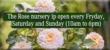 Open Days FilRoses