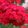 La Belle Rouge