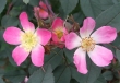 Glauca (Rosa Rubrifolia)