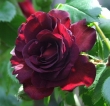 Katie's Rose