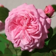 Comtesse Marie Henriette