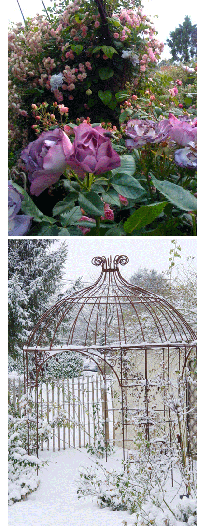 Rosiers Hiver