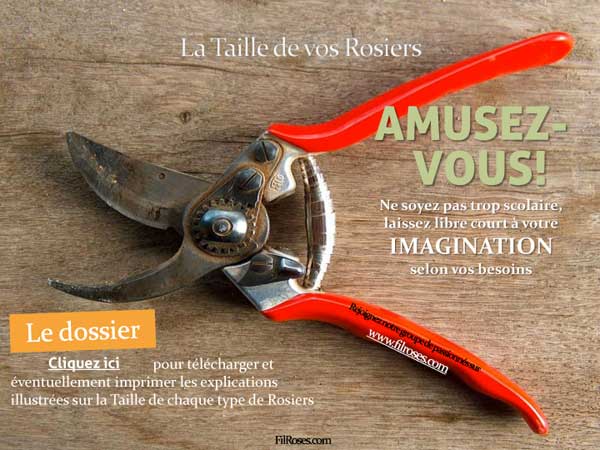 Document Taille Rosiers
