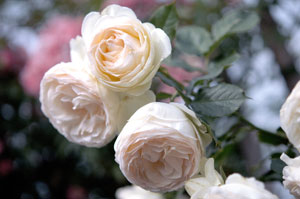 Blanc Pierre de Ronsard