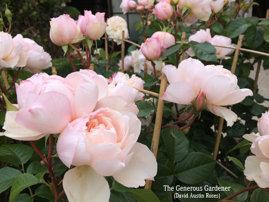 Rose 'The Generous Gardener'