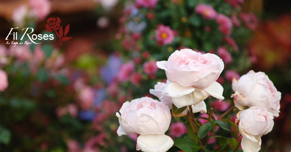 Parfums D'Automne à la Pépinière FilRoses