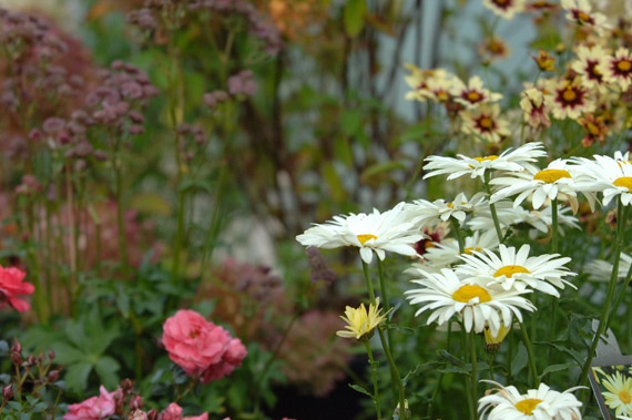 Decors Automnal FilRoses