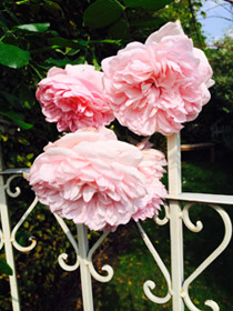 Roses