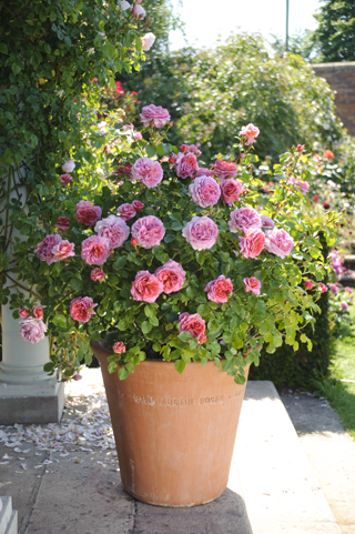 Taille Rosier Pot