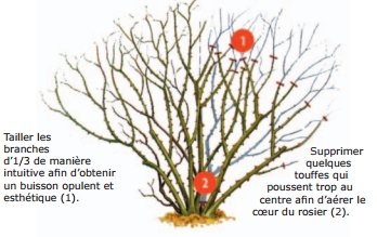 Taille Rosiers Arbustifs