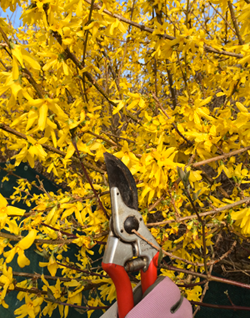 Forsythias Taille Rosier