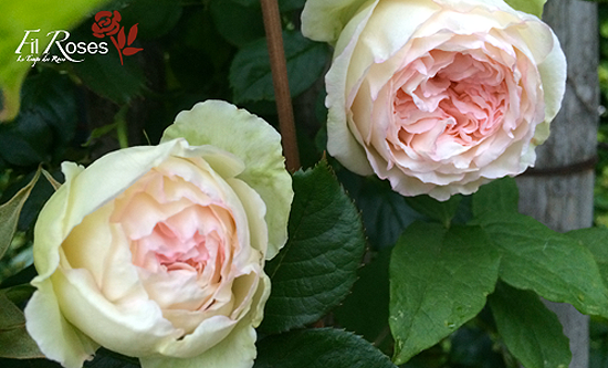 Blanc Pierre de Ronsard