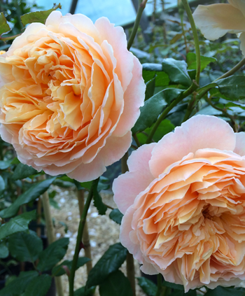 Crown Princess Margaretha