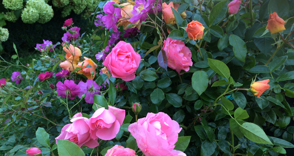 Floraisons Automne