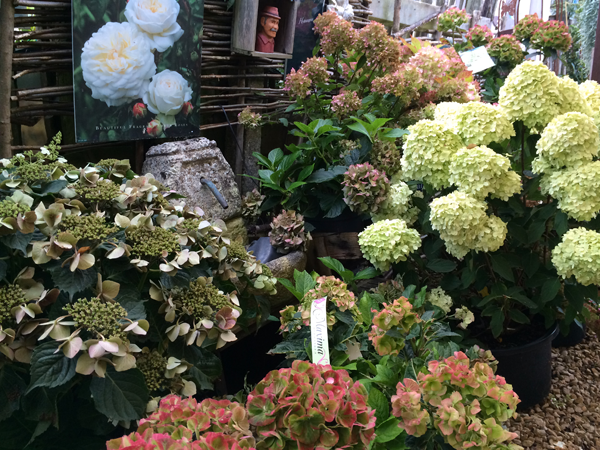 Hydrangeas