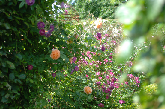 FilRoses