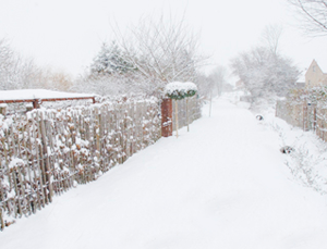 Neige Pepiniere