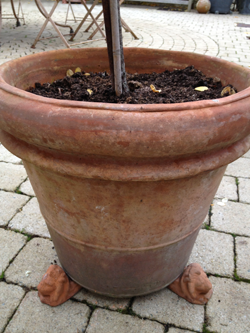 Pots-hiver