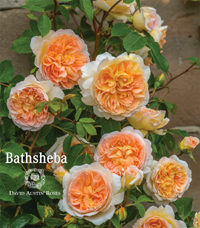Bathsheba