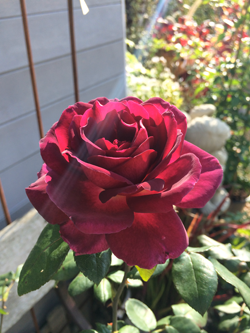 Heart's Delight Rose