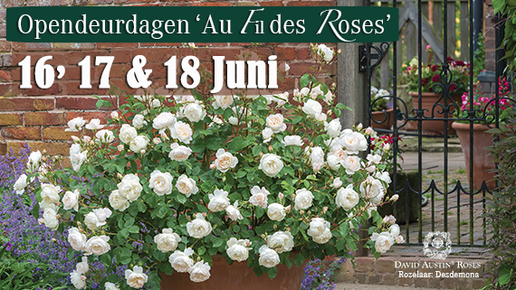 Au Fil des RosesRosier Desdemona
