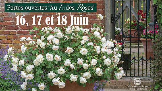 Au Fil des RosesRosier Desdemona